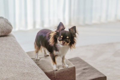 ペット用ステップに立っている犬