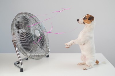 扇風機の前で立っている犬