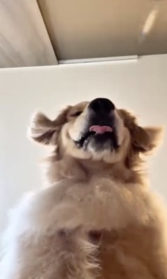 ヨダレが…