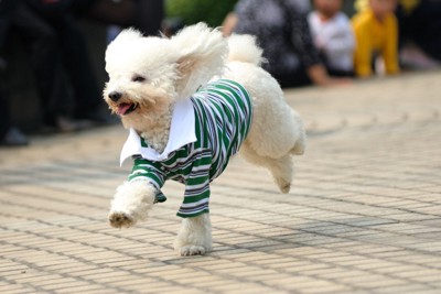 犬用の服