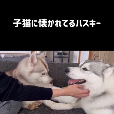 りりたん＆ここちゃん＆くぅちゃん7