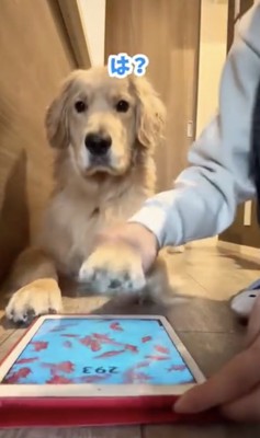 「なにがいかんの？」