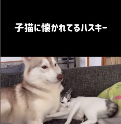 りりたん＆ここちゃん＆くぅちゃん