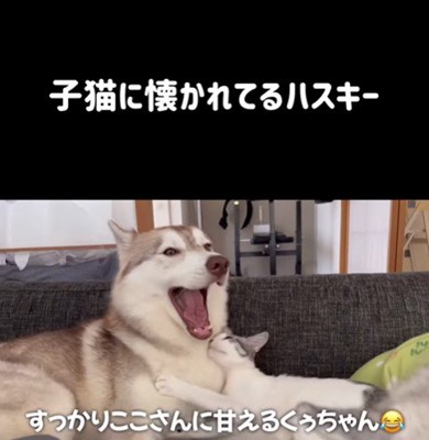 りりたん＆ここちゃん＆くぅちゃん2