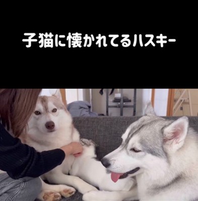 りりたん＆ここちゃん＆くぅちゃん8
