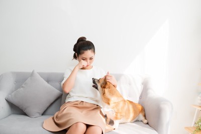 ソファー、女性を見つめる犬