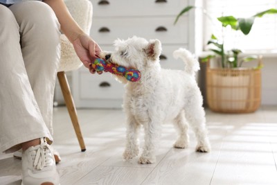 おもちゃをくわえた白い犬