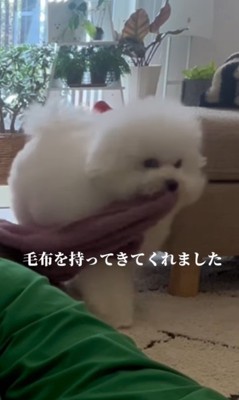 飼い主さんが寝ていた時のエマくん＆ハルくん5