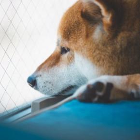 『精神疾患』を抱えている犬の症状5選　精神病の原因や予防法まで解説