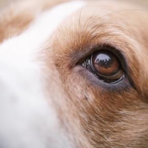 犬が『苦手に感じる色』3選　嫌いなワケや認識しやすいカラーまでご紹介