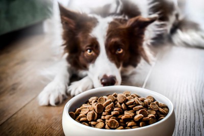 ご飯を嫌がる犬