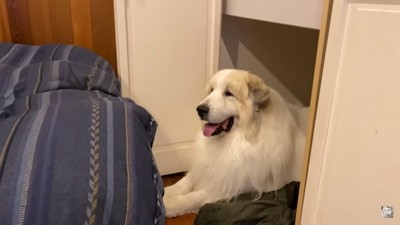 優しいお顔のアランくん