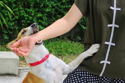 腕に噛みつく犬