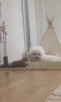 飼い主さんが寝ていた時のエマくん＆ハルくん2