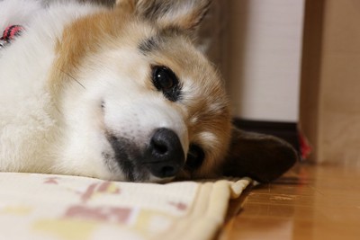 横になる犬の顔