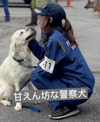 顔を撫でられる犬