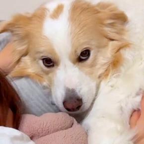 ママが泣いているのを見た犬→『パパが泣かせた』と勘違いして…涙が出るほど健気な『態度の激変』が75万再生「全然表情違う」「王子」と反響