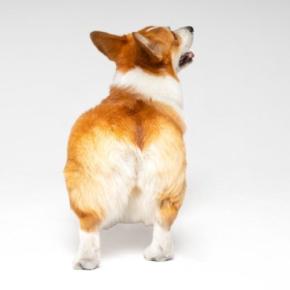 犬の『お尻』からわかる心理5選　注意が必要な行動とは？いつもと違う場合は病院へ