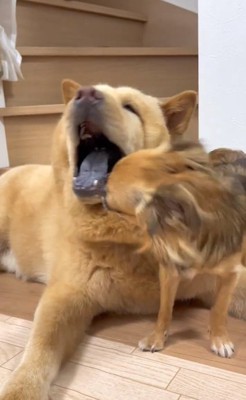 じゃれる2匹