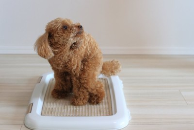 トイレの上でしゃがむ犬