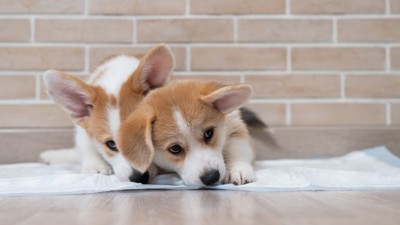 シーツの上に寝そべる2匹の子犬