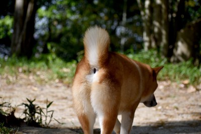 柴犬・お尻
