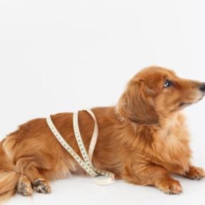 犬がみせる『運動不足』サイン5選 活動量が少ない犬が抱えるリスクまで