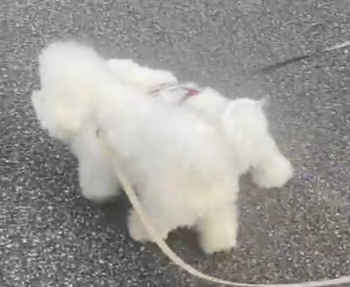 綿あめ