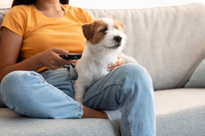リモコンを持つ人、膝に犬