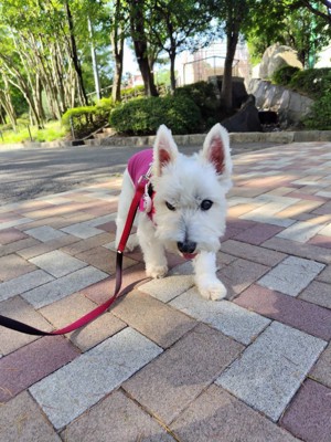 ちーちゃん