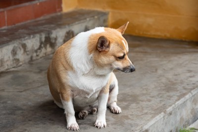 太った犬