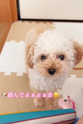 鳴いて訴えるらなちゃん