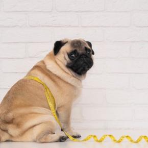 犬が『肥満』になる飼い主のタブー行為4選　太りすぎが危険な理由や対策まで
