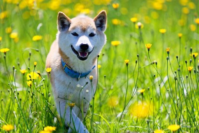 笑顔の柴犬