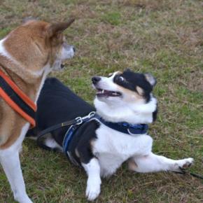 『他の犬と上手く遊べない』犬の特徴3つ　苦手とする理由や克服するための改善策をご紹介