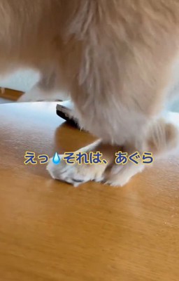 クロスしたまま座ろうとするミニチュアダックスフンドの後ろ足