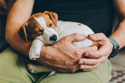 抱っこされて寝る子犬