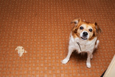 嘔吐した犬