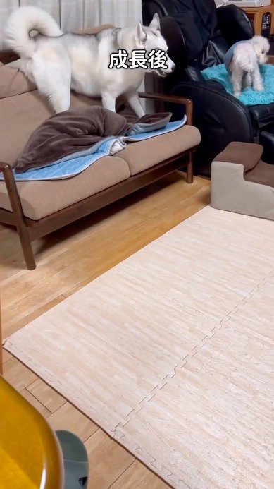 ソファに移動して柴犬を見つめるハスキー犬