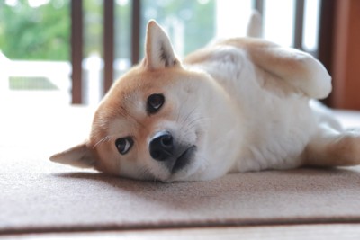 寝転がったまま見る柴犬