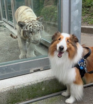 動物