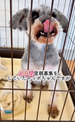 トッポちゃん