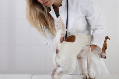 獣医師におしりを確認されている犬