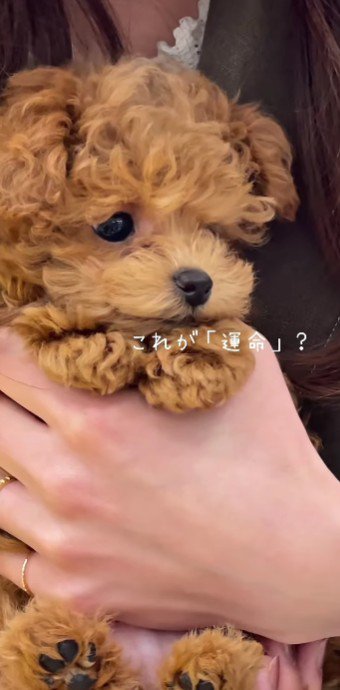 運命かも…