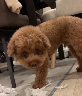 顔を上げたアフロくん