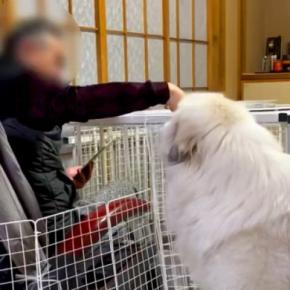 おじいちゃんを散歩に誘う超大型犬→断られてしまい…思った以上に健気な『再アタックする光景』が129万再生「大好きなの伝わる」「頭いい」