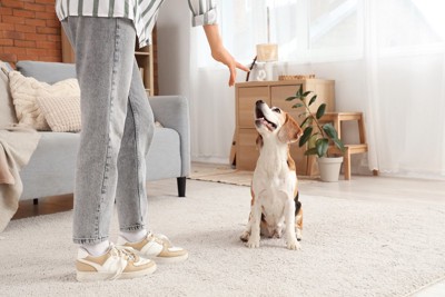 床でくつろぐ犬