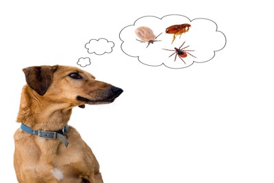 犬とマダニなど