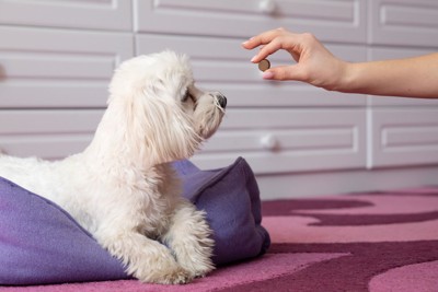 駆虫薬を見つめる犬