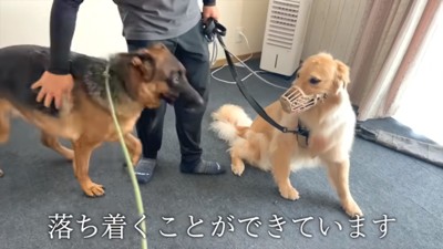 ナズナちゃんとアトムくん